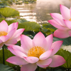Fleur de lotus : Signification et symbolisme dans la culture japonaise