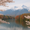 La beauté des saisons au Japon : Sakura, érables rouges et neige sacrée