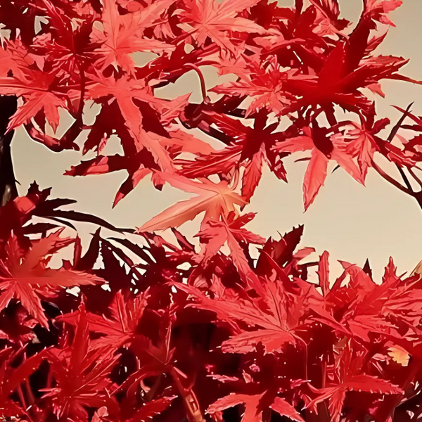 Bonsaï Artificiel Kurenai
