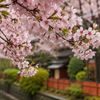 Fleurs japonaises : Leur signification dans la culture nippone