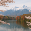 La beauté des saisons au Japon : Sakura, érables rouges et neige sacrée