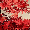 Bonsaï Artificiel Kurenai
